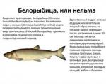 Nelma fish opis fotografije Riba nelma koristi in škoduje