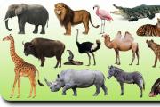 Интересные факты о животных, на английском