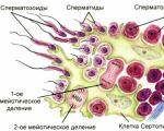 Kas ir spermatozoīds, kādi ir tā uzdevumi un diagramma fotoattēlā Spermatozoīda astes pamatnē