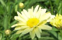 Secrets of growing chamomile at home Planting chamomile by dividing the bush