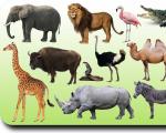 Interesanti fakti par dzīvniekiem, angļu valodā