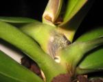 Miks muutub orhidee vars kollaseks ja mida selles olukorras teha?