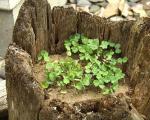 Nasturtium – auga iš sėklų
