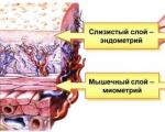 Myometrium ต่างกัน - มีการวินิจฉัย แต่สิ่งนี้หมายความว่าอย่างไร