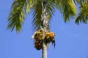 Kur aug eļļas palma?