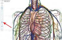 Grāmatas par cilvēka uzbūvi Medicīniskais atlants par cilvēka anatomiju