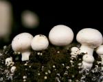 Optymalna wilgotność do uprawy grzybów