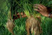 Kāpēc rīsu laukus pārpludina ūdens, ja rīsi labi aug parastā augsnē? Rīsi, kā tie aug