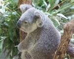 Koala - ខ្លាឃ្មុំ marsupial អ្វីដែលដើមឈើដែល koalas រស់នៅ