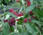 Tee-seda-ise maastikukujundus Mandžuuria õunapuu miks see keelatud on
